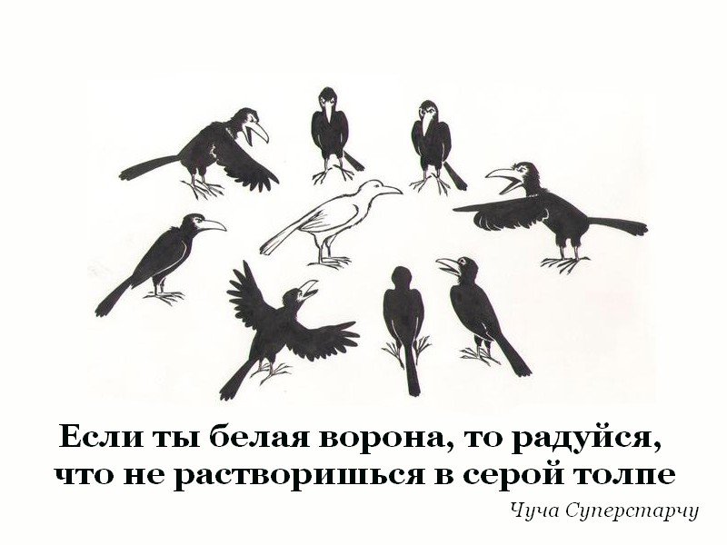 Цитаты о воронах