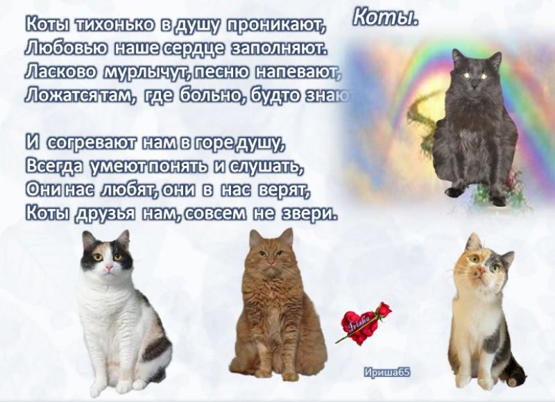 День котов стихи. Стихи про котов. Всемирный день кошек. Стишок к Дню кошек. День кошек стихи.