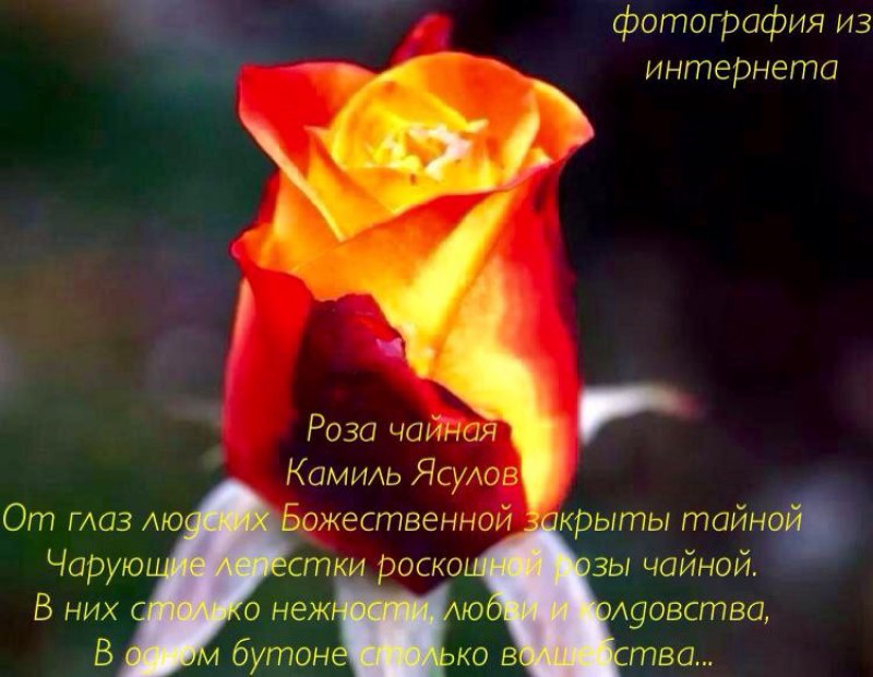 Красивые розы стихи. Красивые стихи о цветах розах. Стихи о Розе короткие красивые. Стихи про розы короткие. Стих про розу цветок.