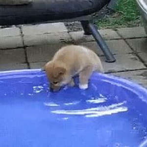 Софья Каштанова