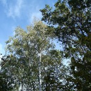 Анатолий Попов