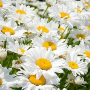 Лилия Шаймиева