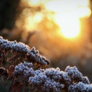 Северина Кэлэраш