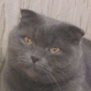 Андрей Титов