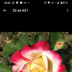 Диана Дедюлёва - цитаты, высказывания